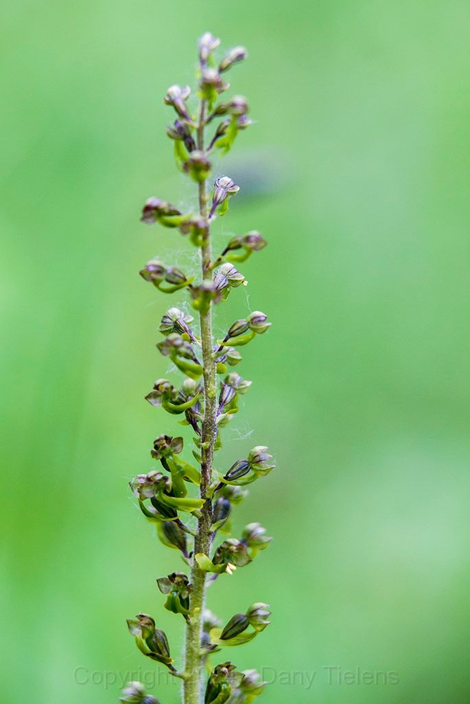 Grote keverorchis -01.jpg